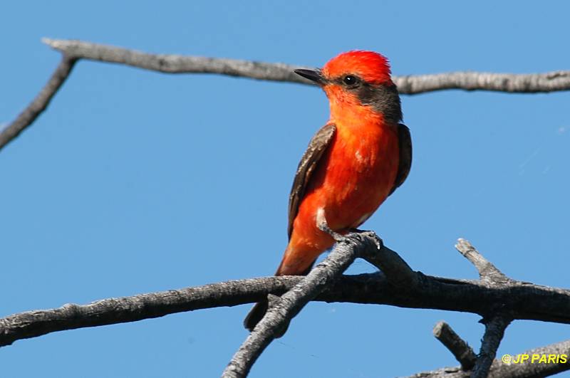 Pyrocephalus rubinus